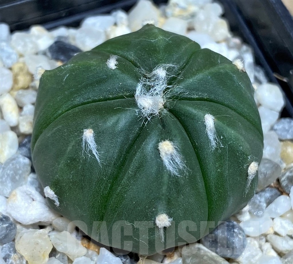 SHPR18221 Astrophytum asterias 6-ribs