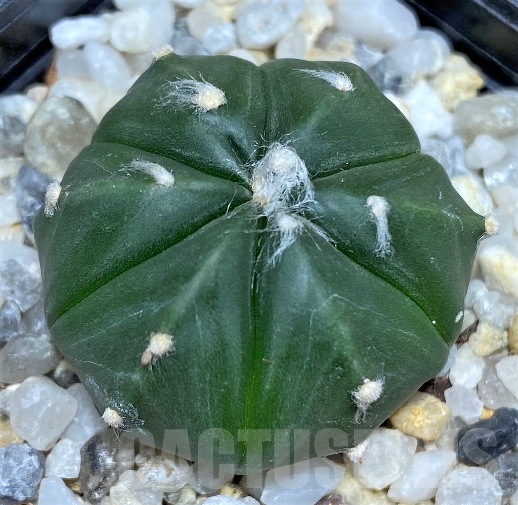 SHPR18221 Astrophytum asterias 6-ribs - Image 2