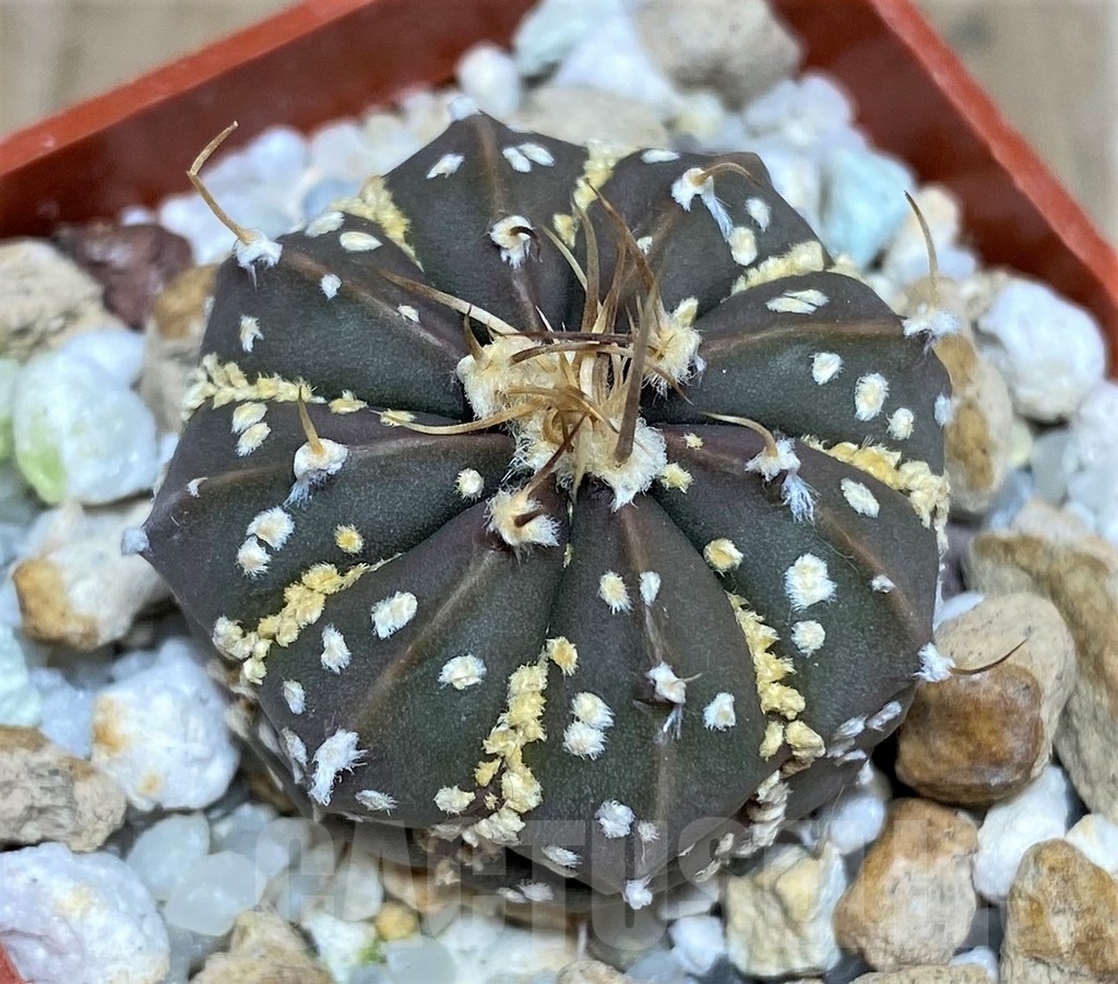 SHPR18222 Astrophytum asterias 'Super Kabuto' x senile v. aureum – Image 2
