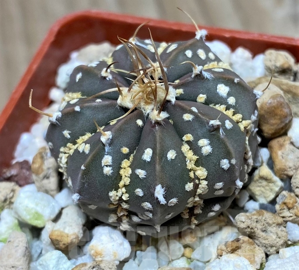 SHPR18222 Astrophytum asterias 'Super Kabuto' x senile v. aureum