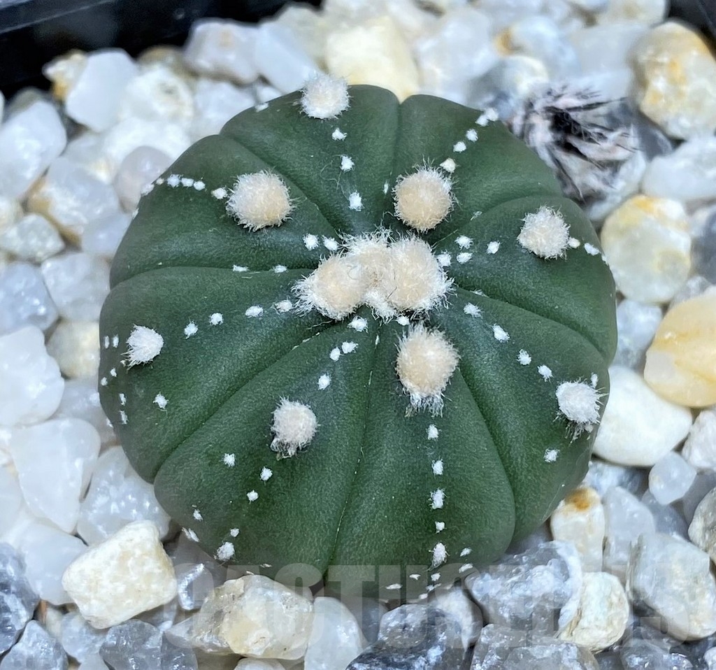 SHPR18223 Astrophytum asterias ‘Ooibo’
