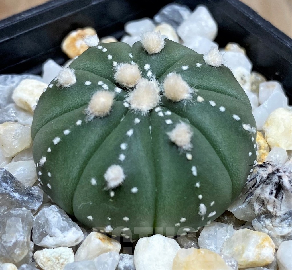 SHPR18223 Astrophytum asterias ‘Ooibo’ - Image 2