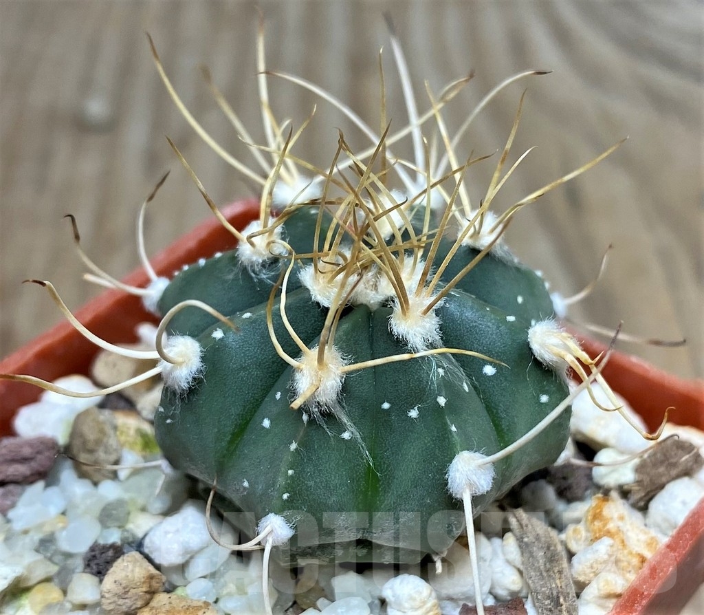 SHPR18224 Astrophytum asterias x senile v. aureum