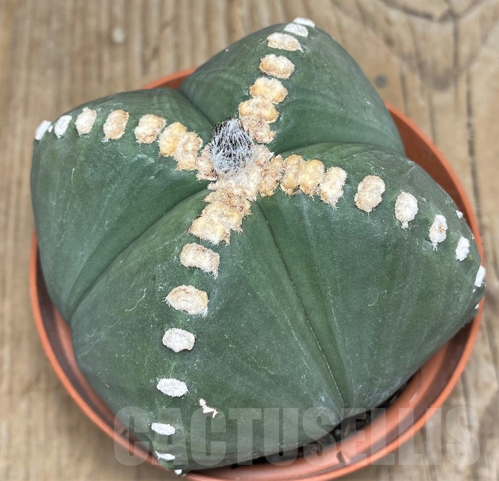 SHPR18225 Astrophytum myriostigma v. quadricostatum