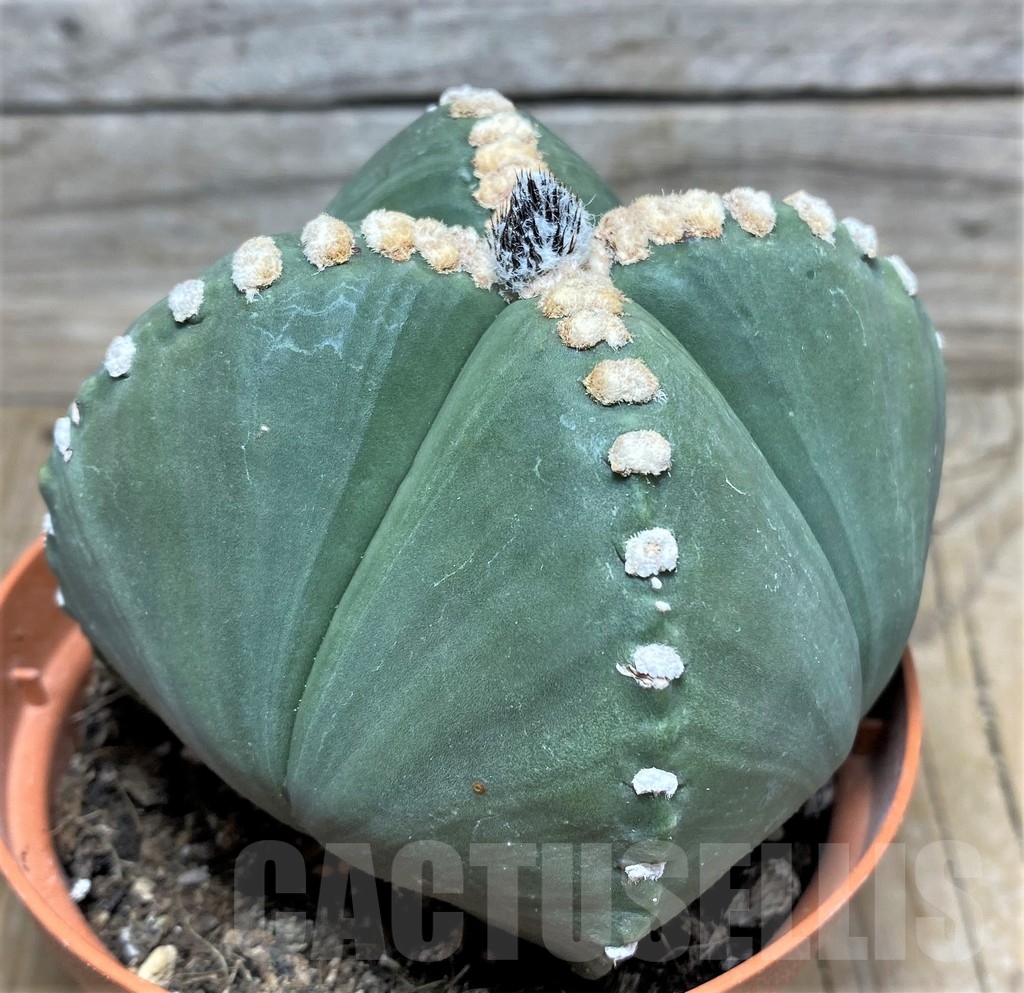 SHPR18225 Astrophytum myriostigma v. quadricostatum - Image 2