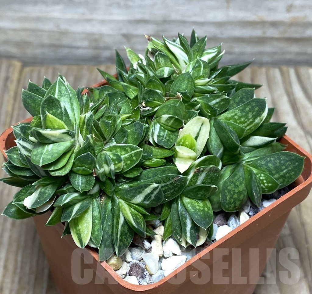 SHPR18154 Gasteria maculata f. variegata