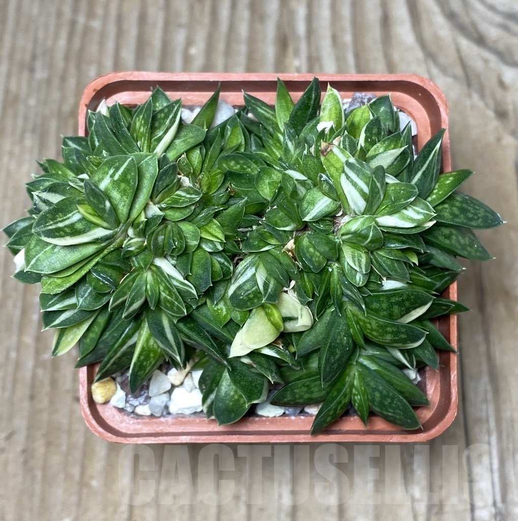 SHPR18154 Gasteria maculata f. variegata - Image 2