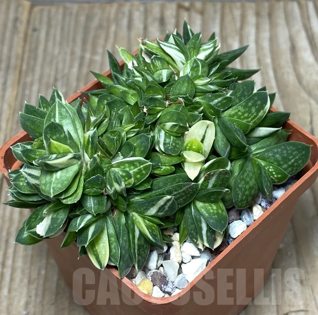 SHPR18154 Gasteria maculata f. variegata - Image 3