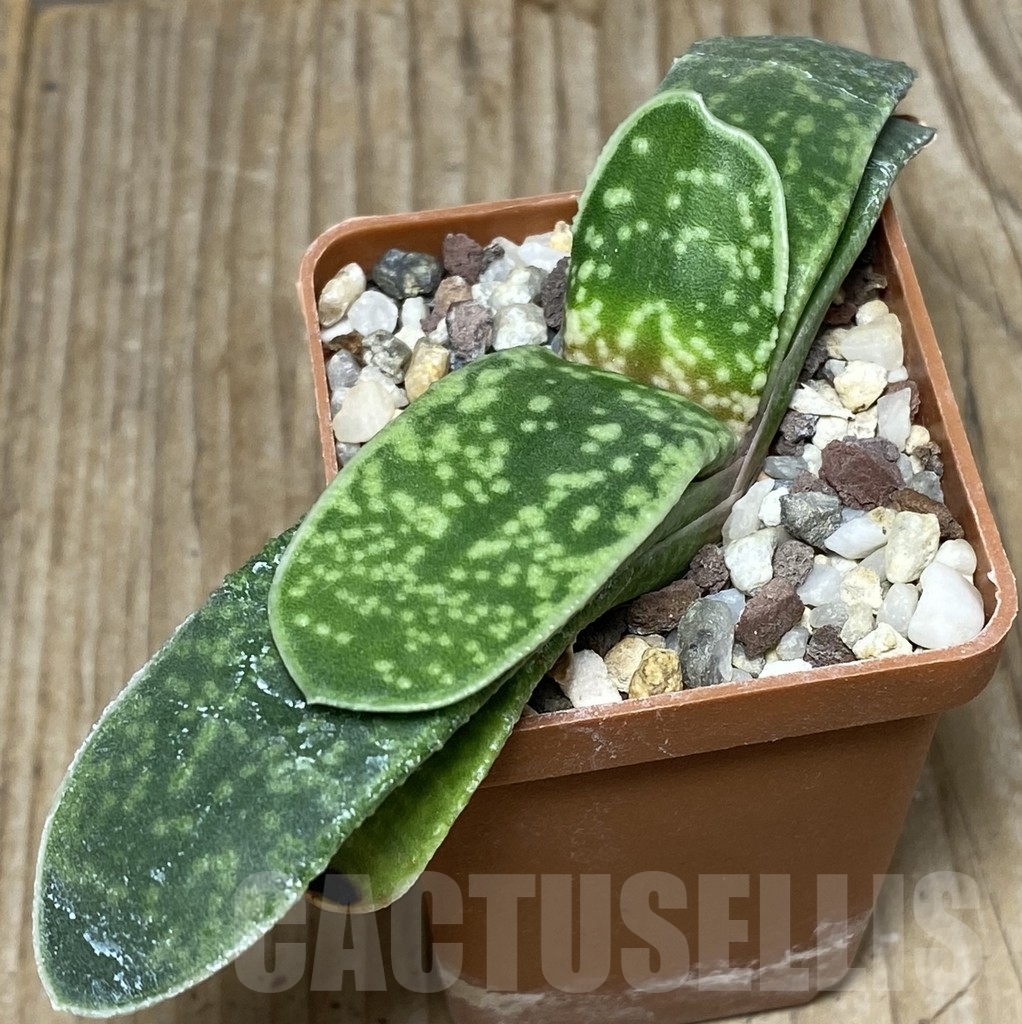 SHPR18155 Gasteria ernesti-ruschii hybrid