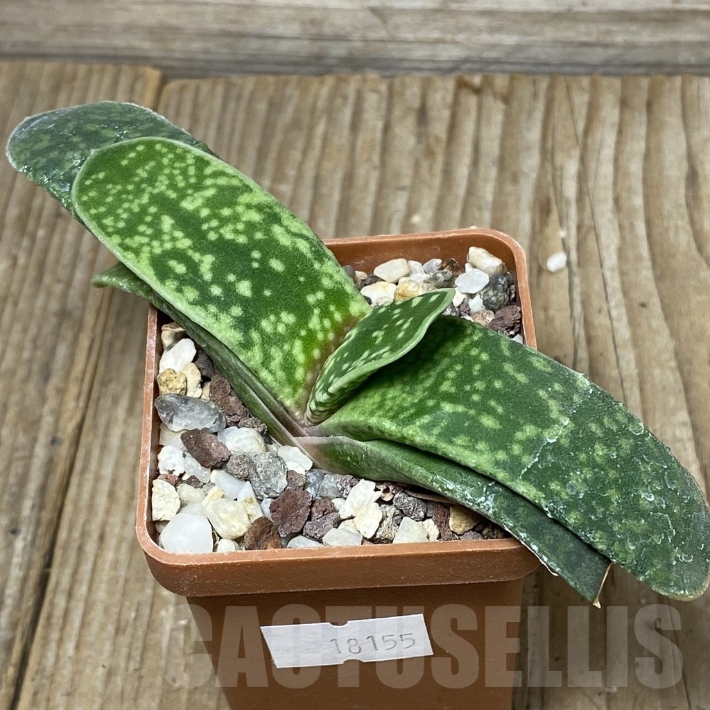 SHPR18155 Gasteria ernesti-ruschii hybrid - immagine 2