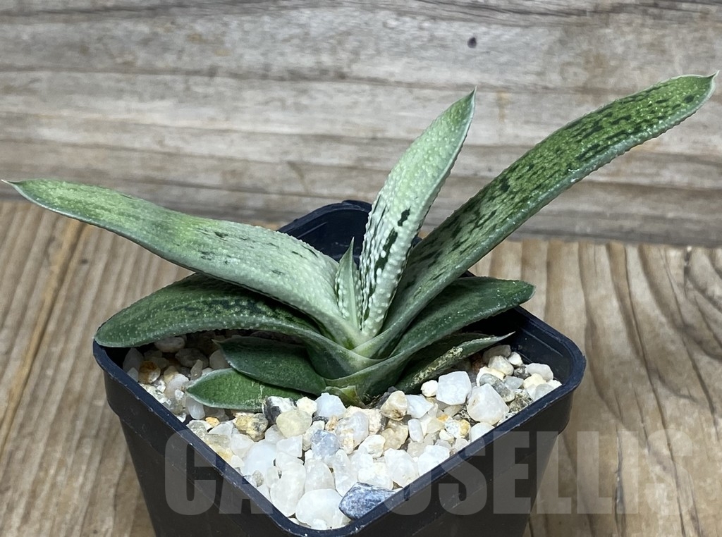 SHPR18156 Gasteria 'Little Warty' hybrid F2 - immagine 2