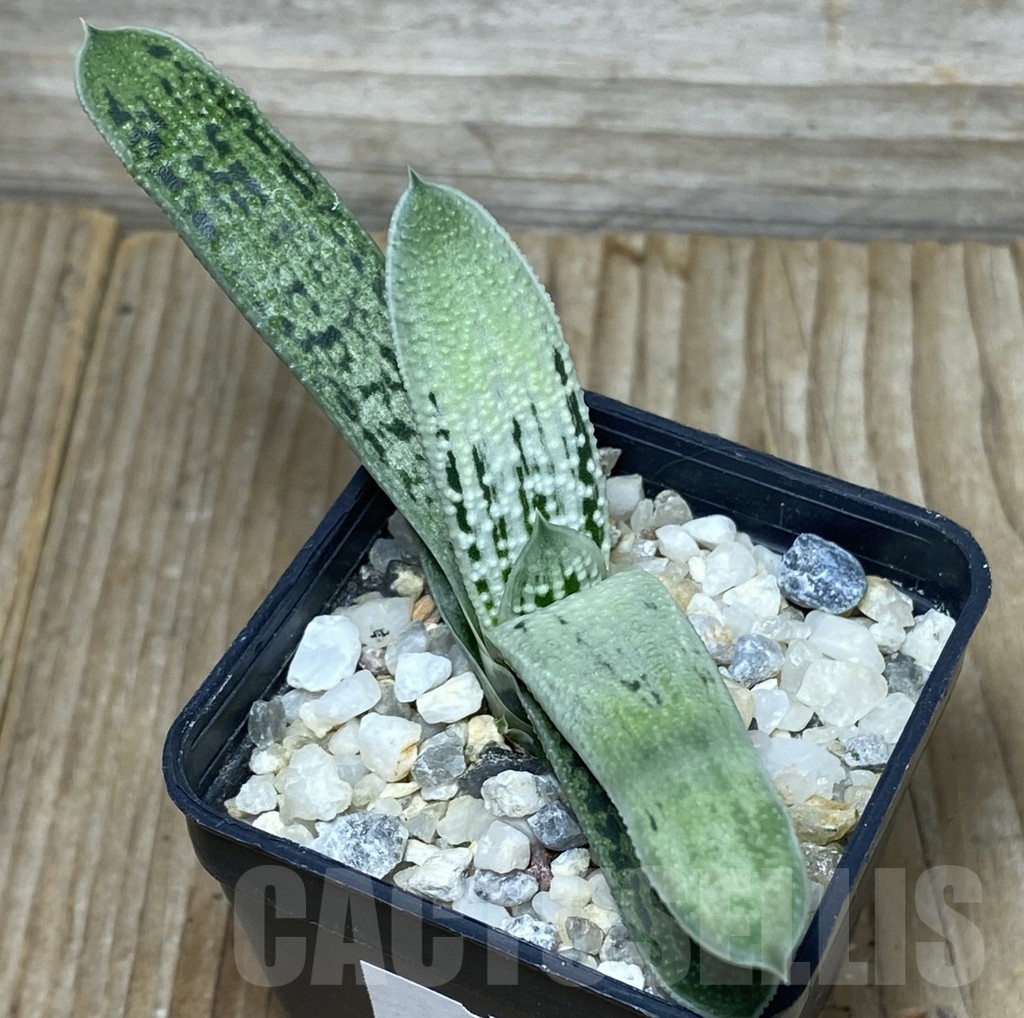 SHPR18156 Gasteria 'Little Warty' hybrid F2