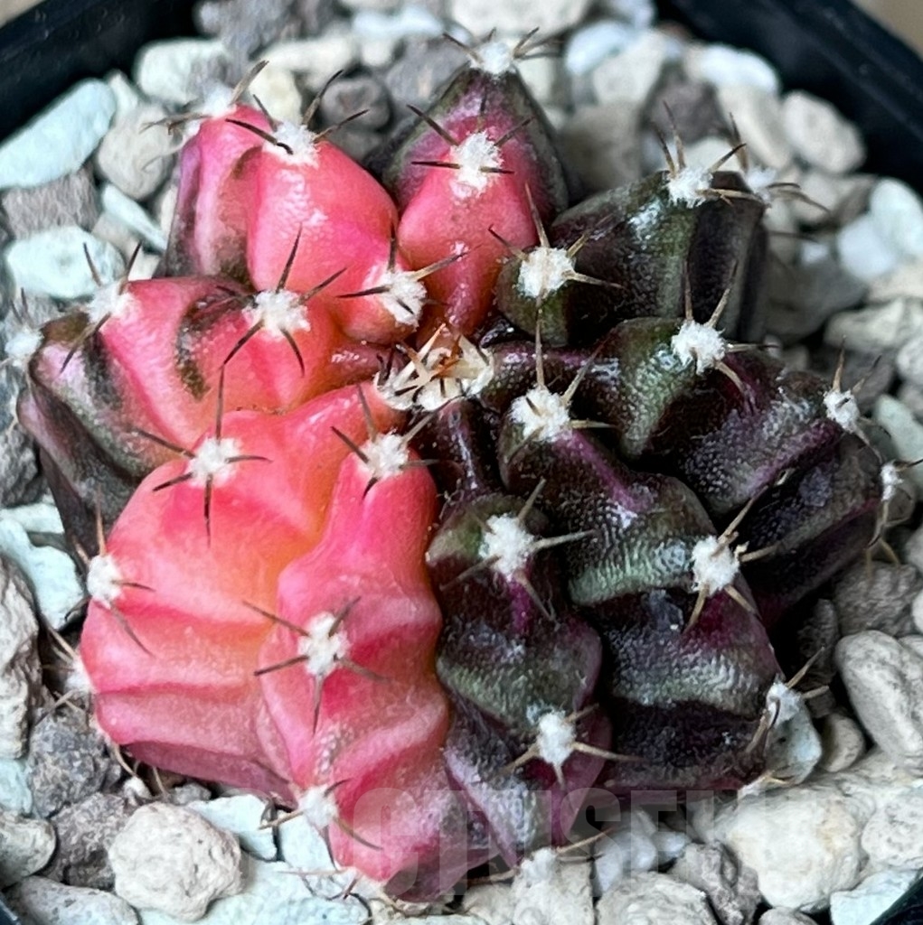 SHPR18771 Gymnocalycium mihanovichii f. variegata