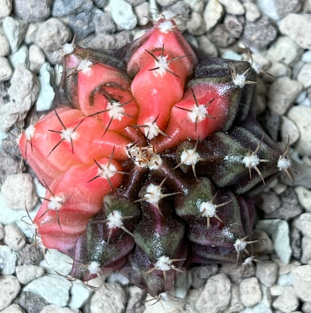 SHPR18771 Gymnocalycium mihanovichii f. variegata - Image 2