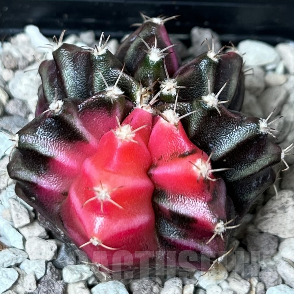 SHPR18772 Gymnocalycium mihanovichii f. variegata