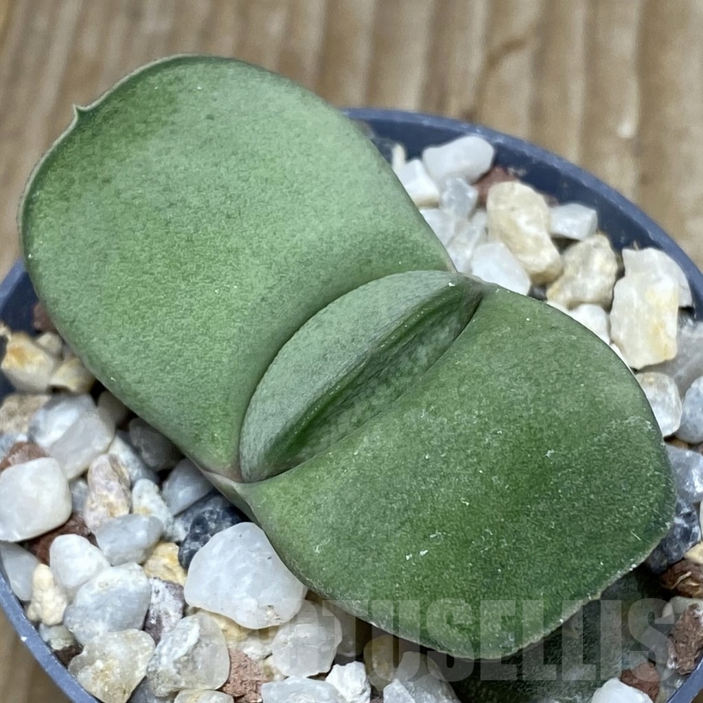 SHPR18157 Gasteria glomerata -Japan-