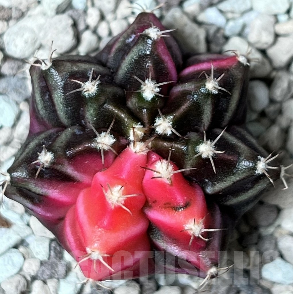 SHPR18772 Gymnocalycium mihanovichii f. variegata - Image 2