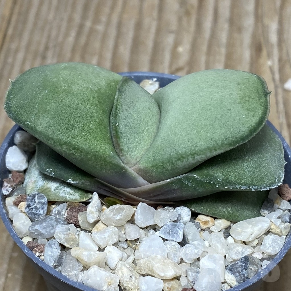 SHPR18157 Gasteria glomerata -Japan- - immagine 2