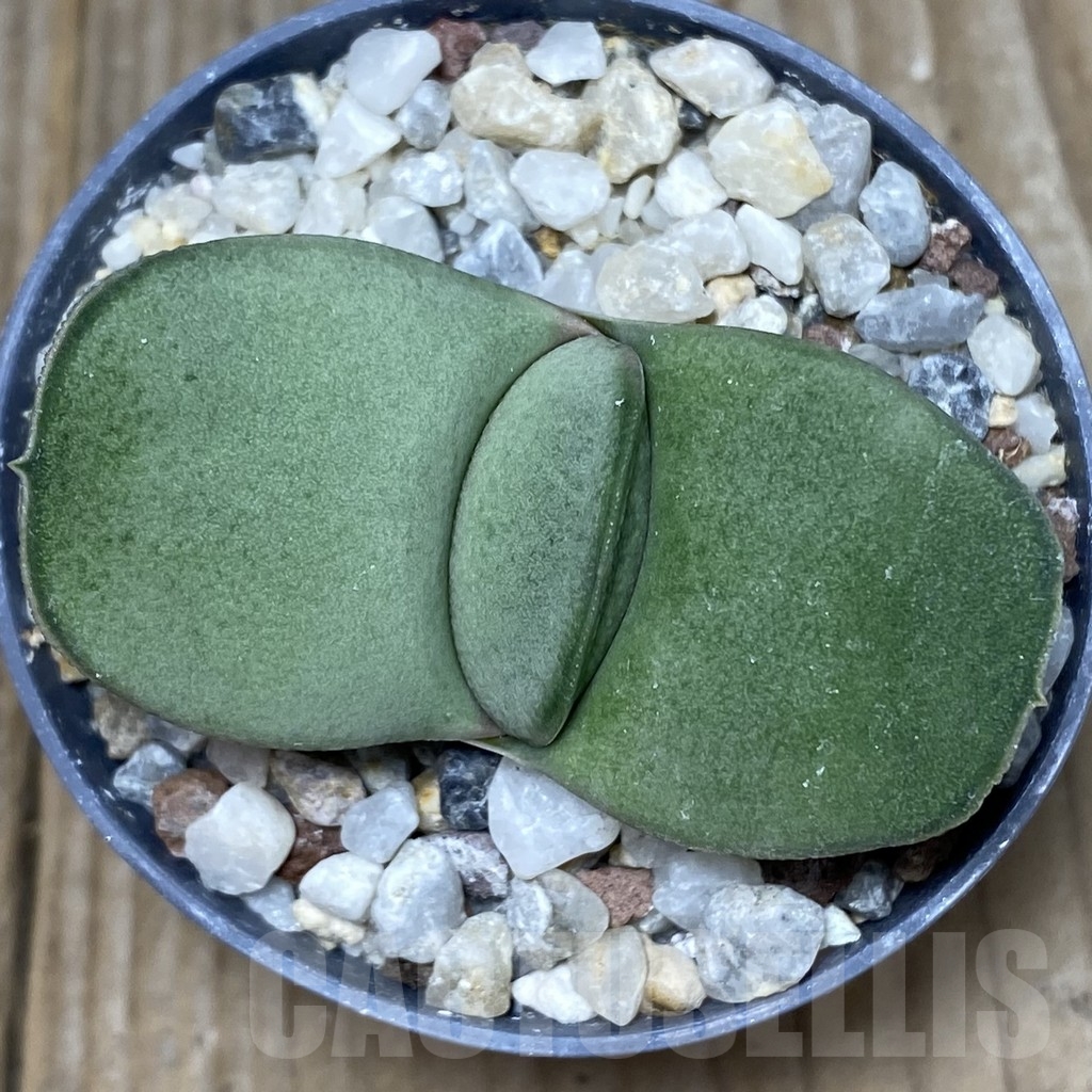 SHPR18157 Gasteria glomerata -Japan- - immagine 3