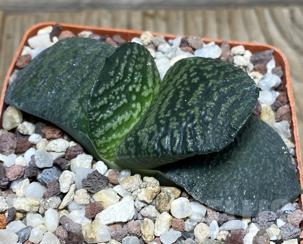 SHPR18160 Gasteria armstrongii -Japan-