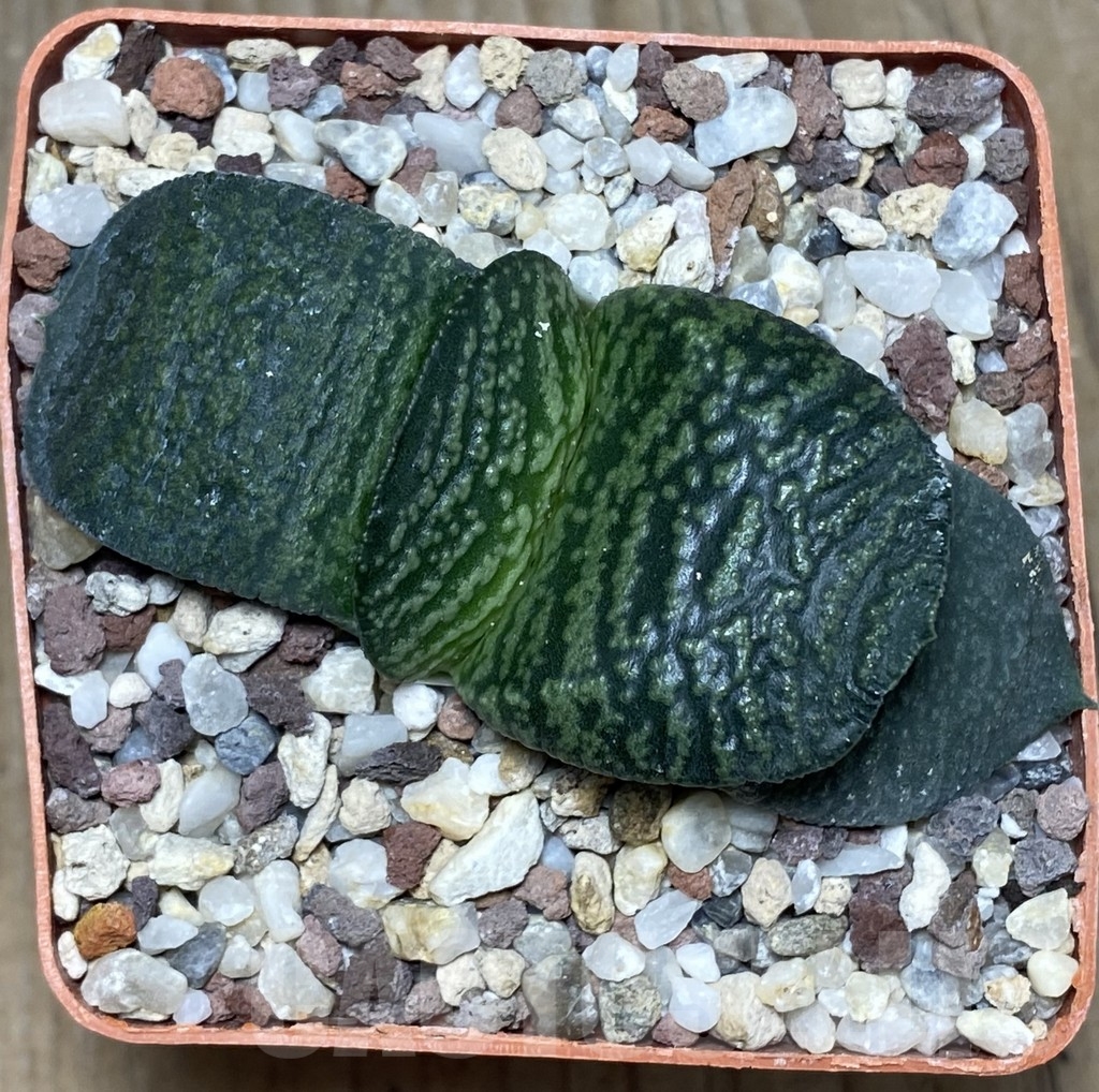 SHPR18160 Gasteria armstrongii -Japan- - Image 2