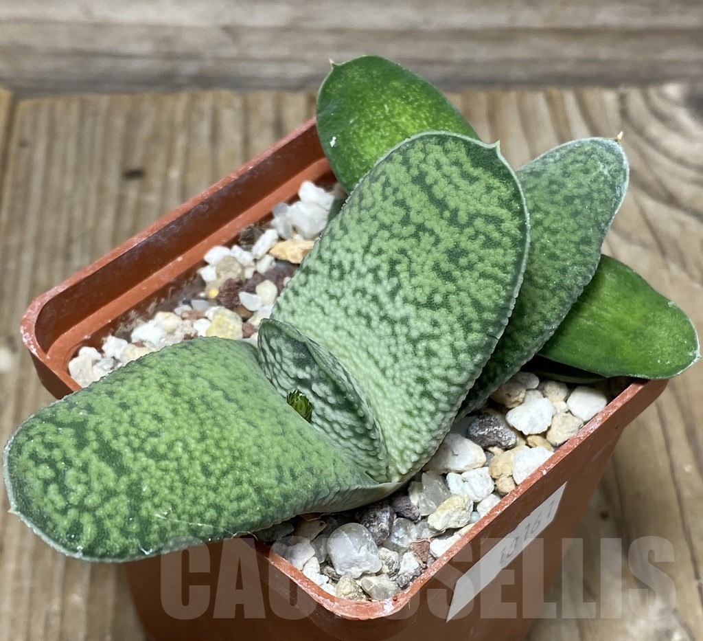 SHPR18161 Gasteria pillansii v. ernesti-ruschii x Gasteria bicolor variegata