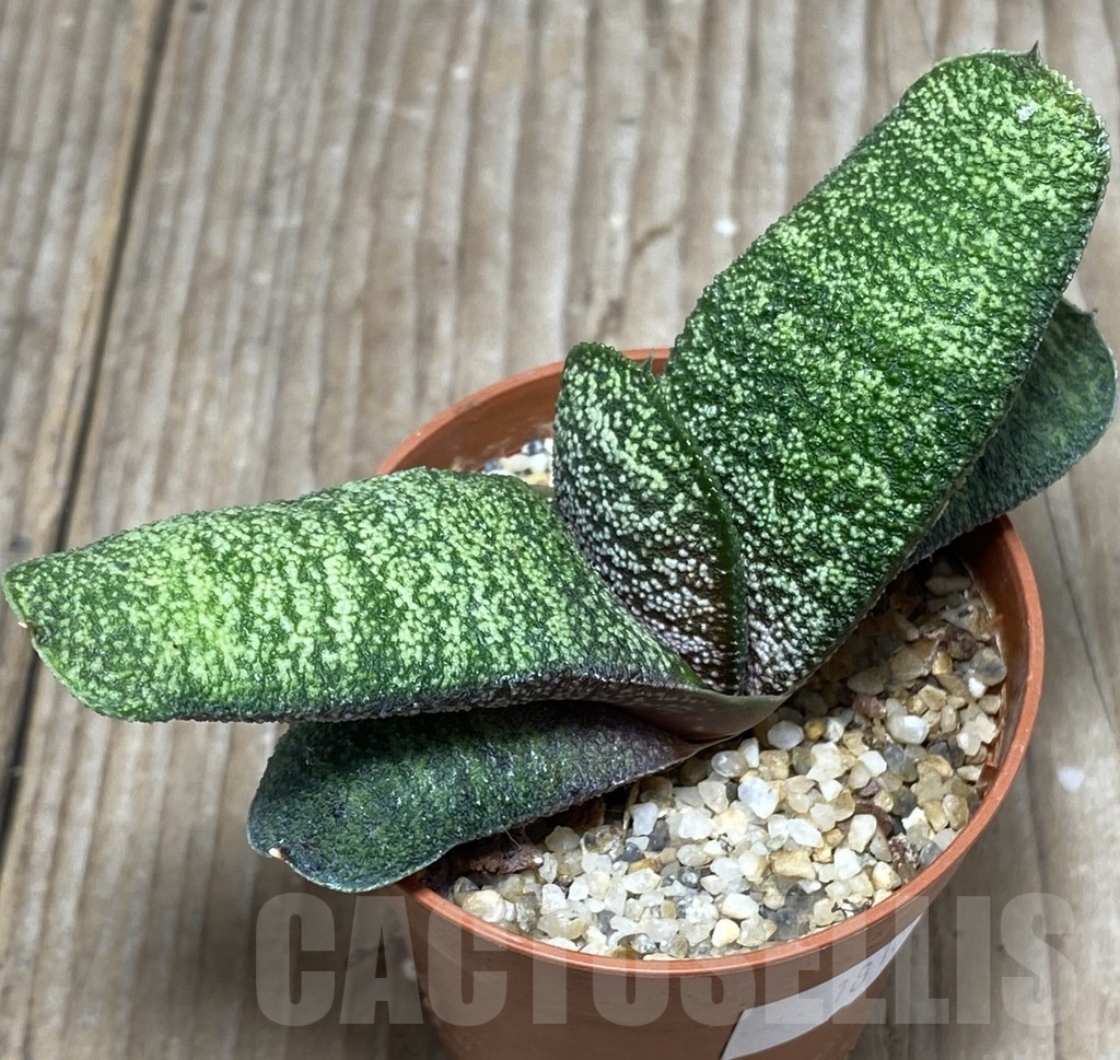 SHPR18162 Gasteria batesiana