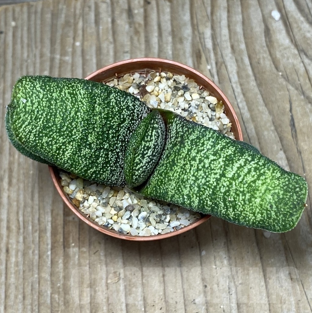 SHPR18162 Gasteria batesiana - Image 2