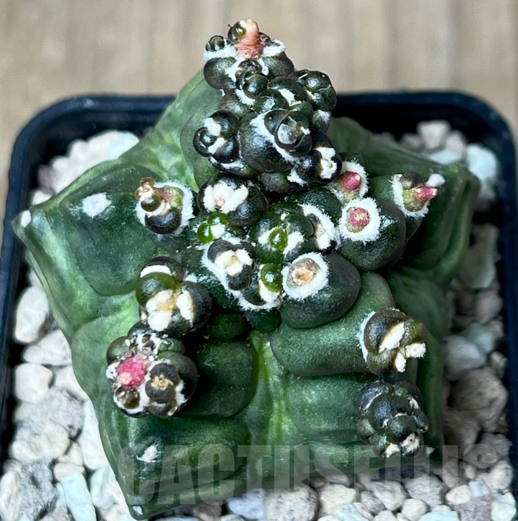 SHPR18779 Gymnocalycium mihanovichii ‘Transformer’