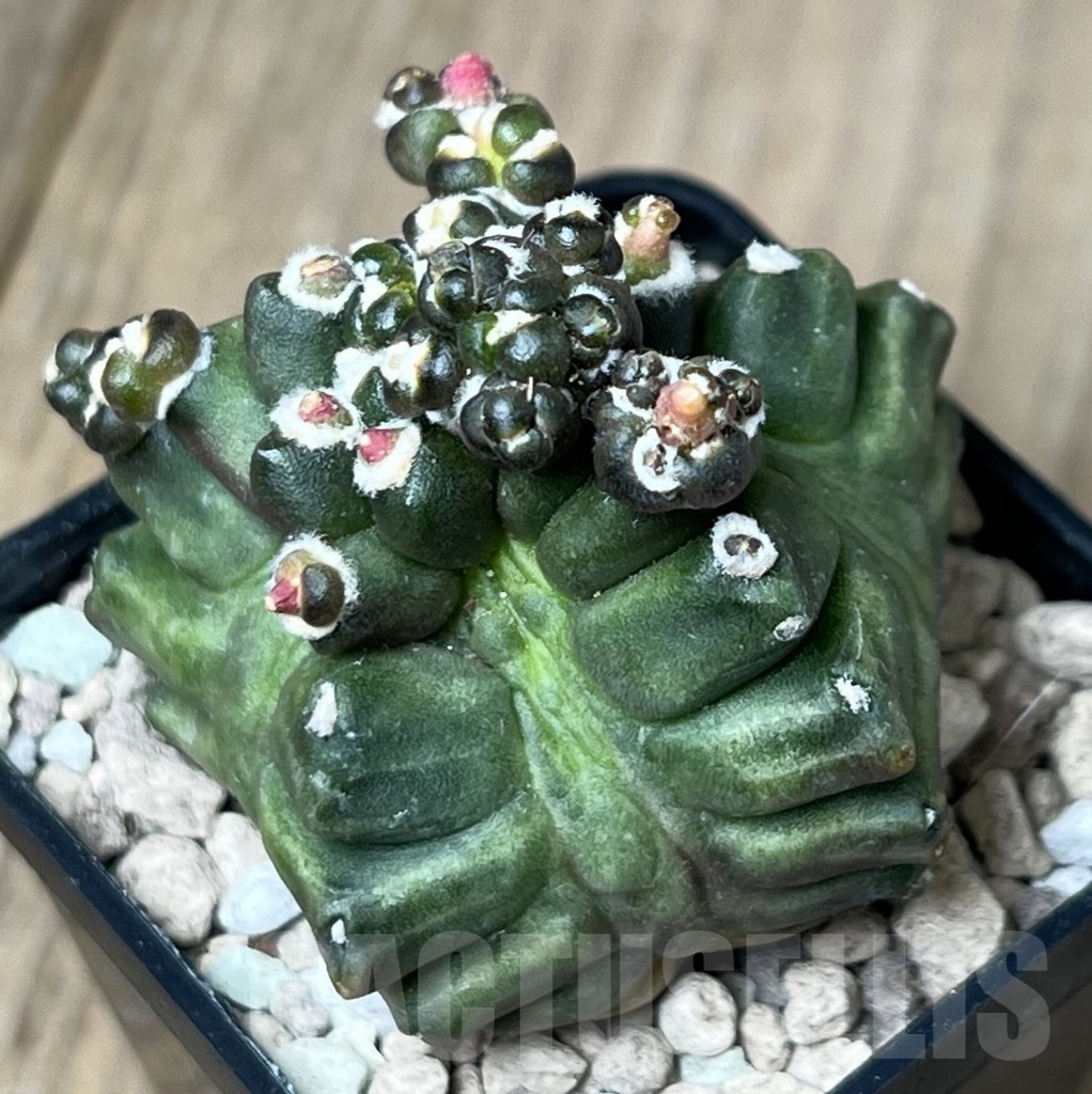 SHPR18779 Gymnocalycium mihanovichii ‘Transformer’ - Imagen 2