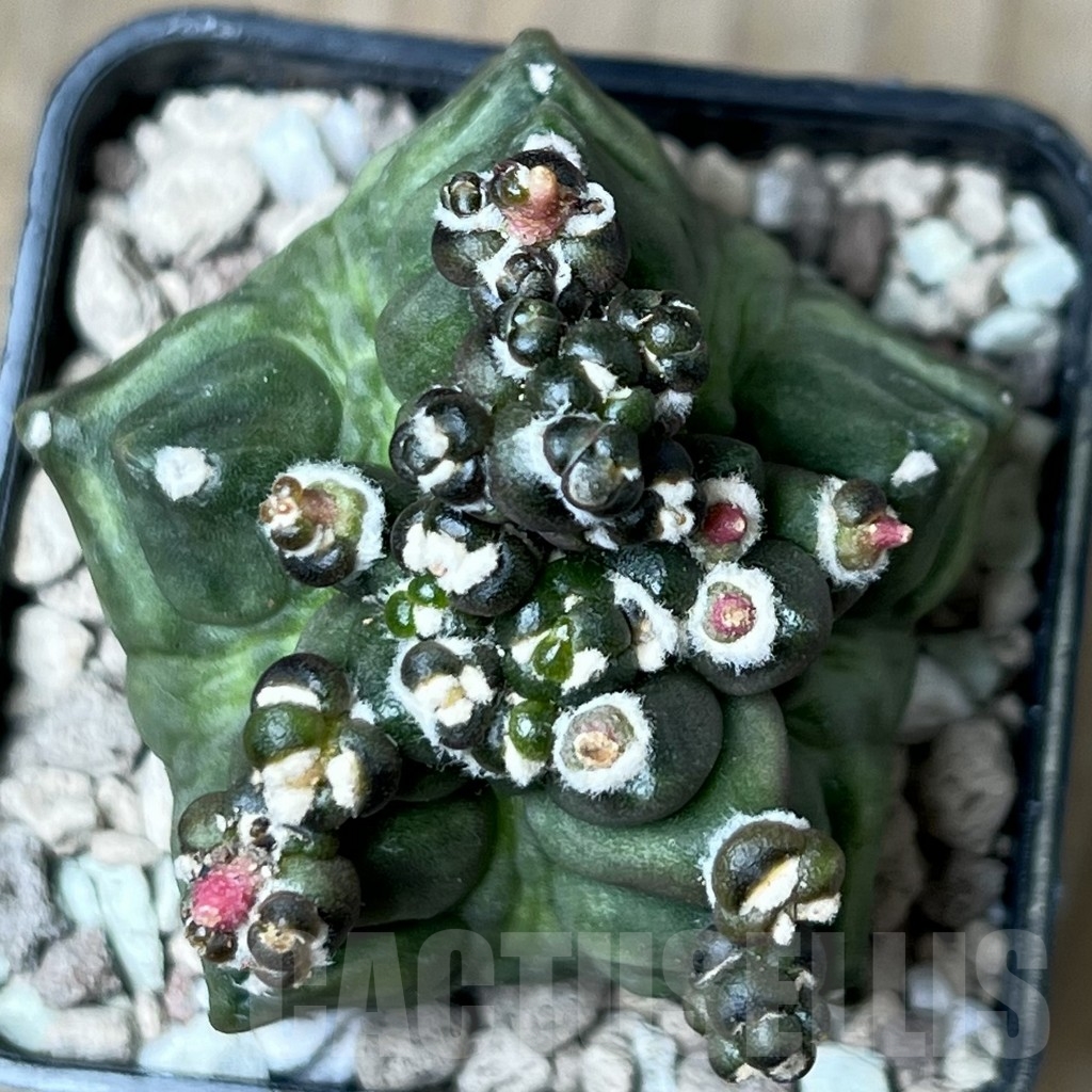 SHPR18779 Gymnocalycium mihanovichii ‘Transformer’ - Imagen 3