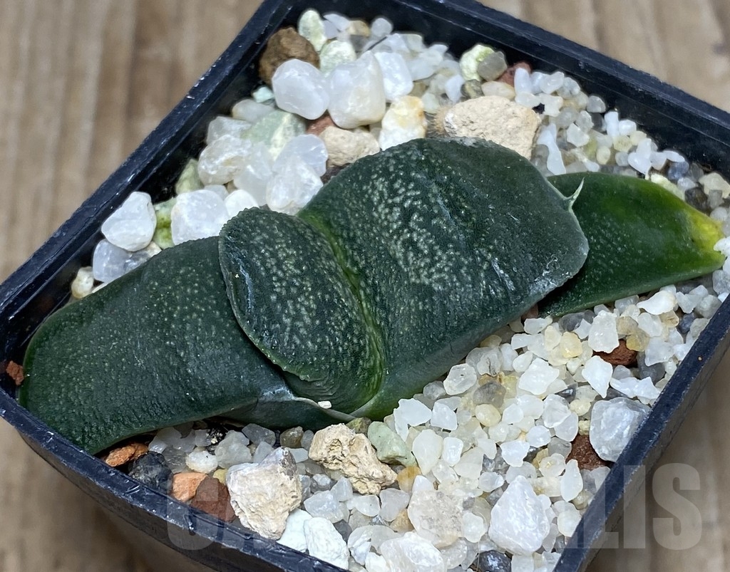 SHPR18163 Gasteria armstrongii -Japan-