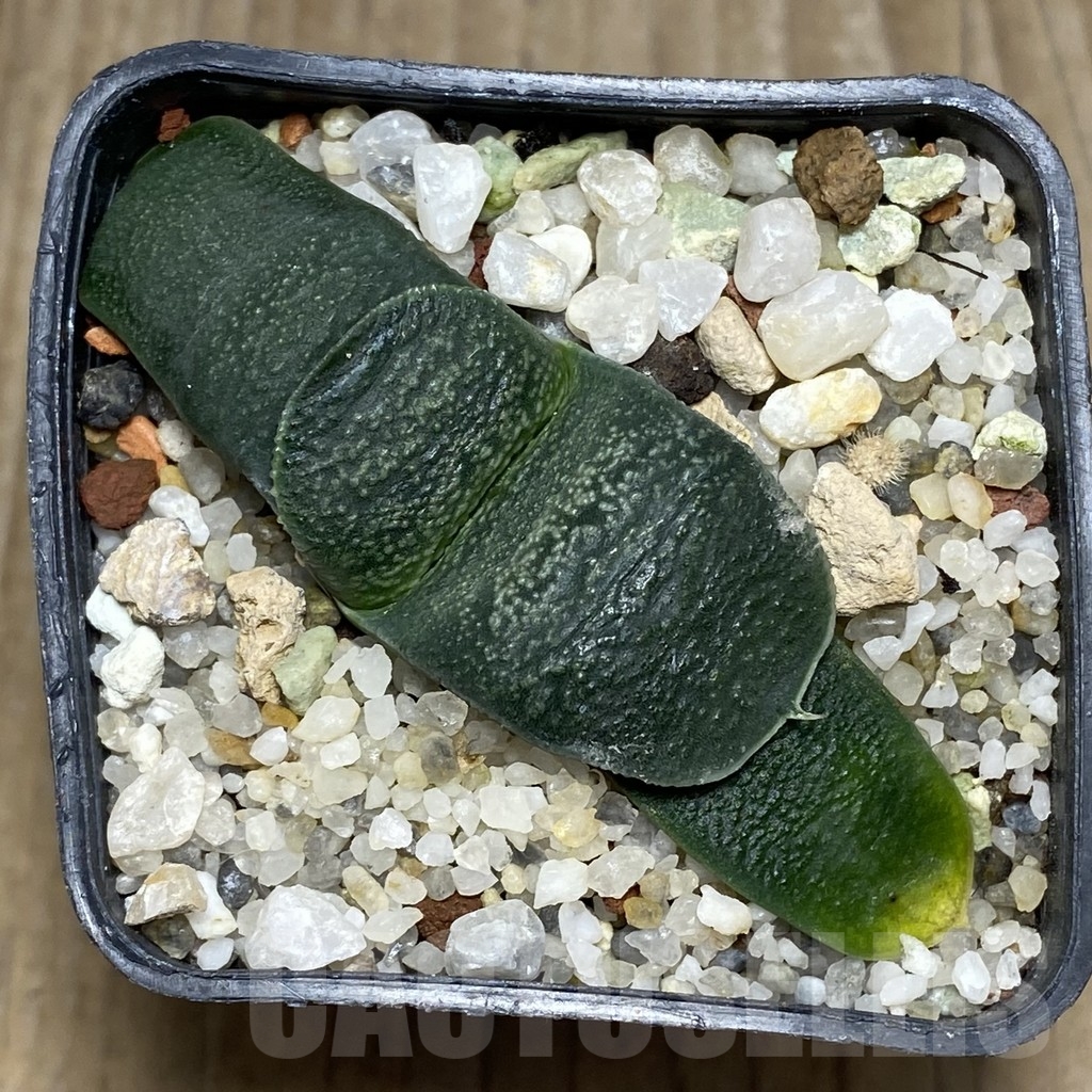 SHPR18163 Gasteria armstrongii -Japan- - Image 2