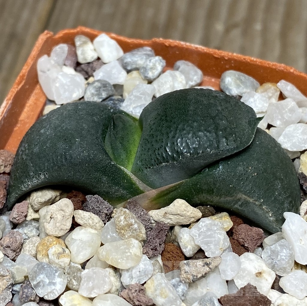 SHPR18164 Gasteria armstrongii -Japan- - Image 2