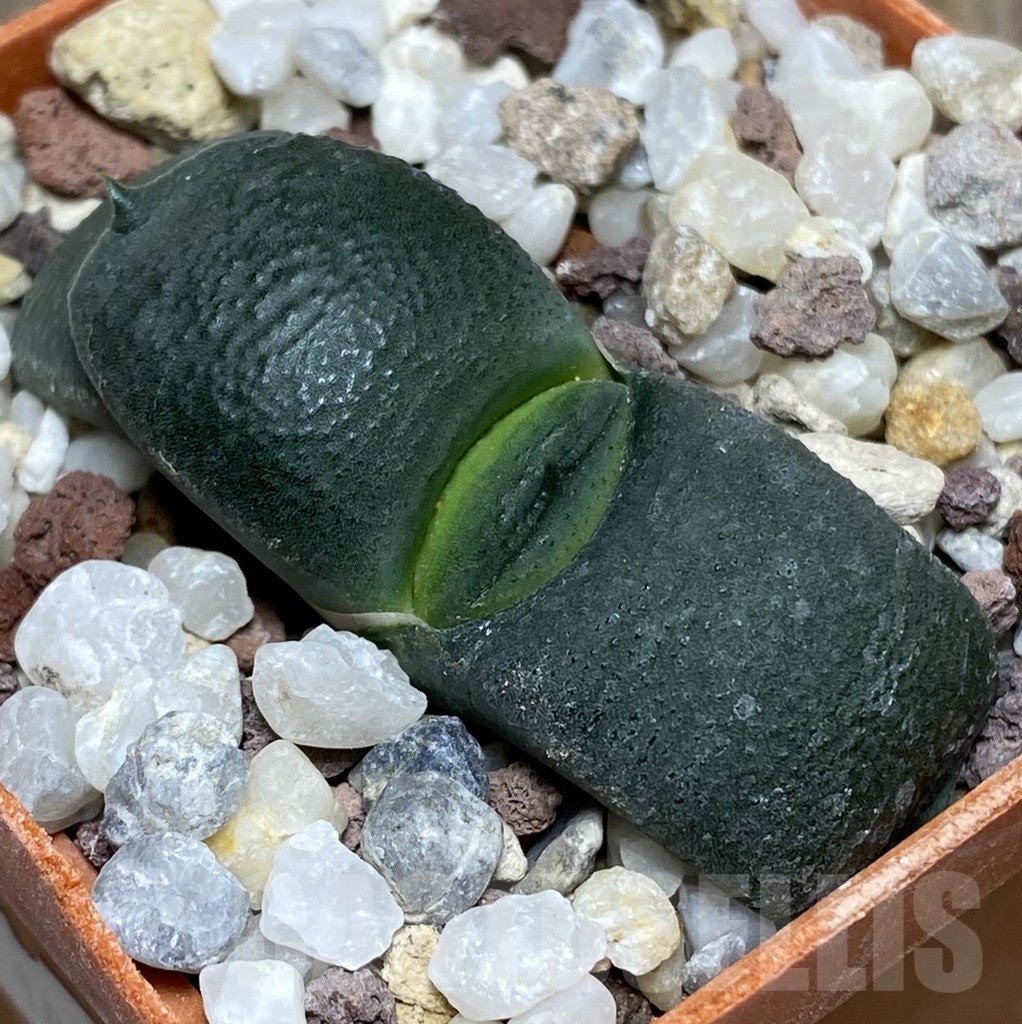 SHPR18164 Gasteria armstrongii -Japan-
