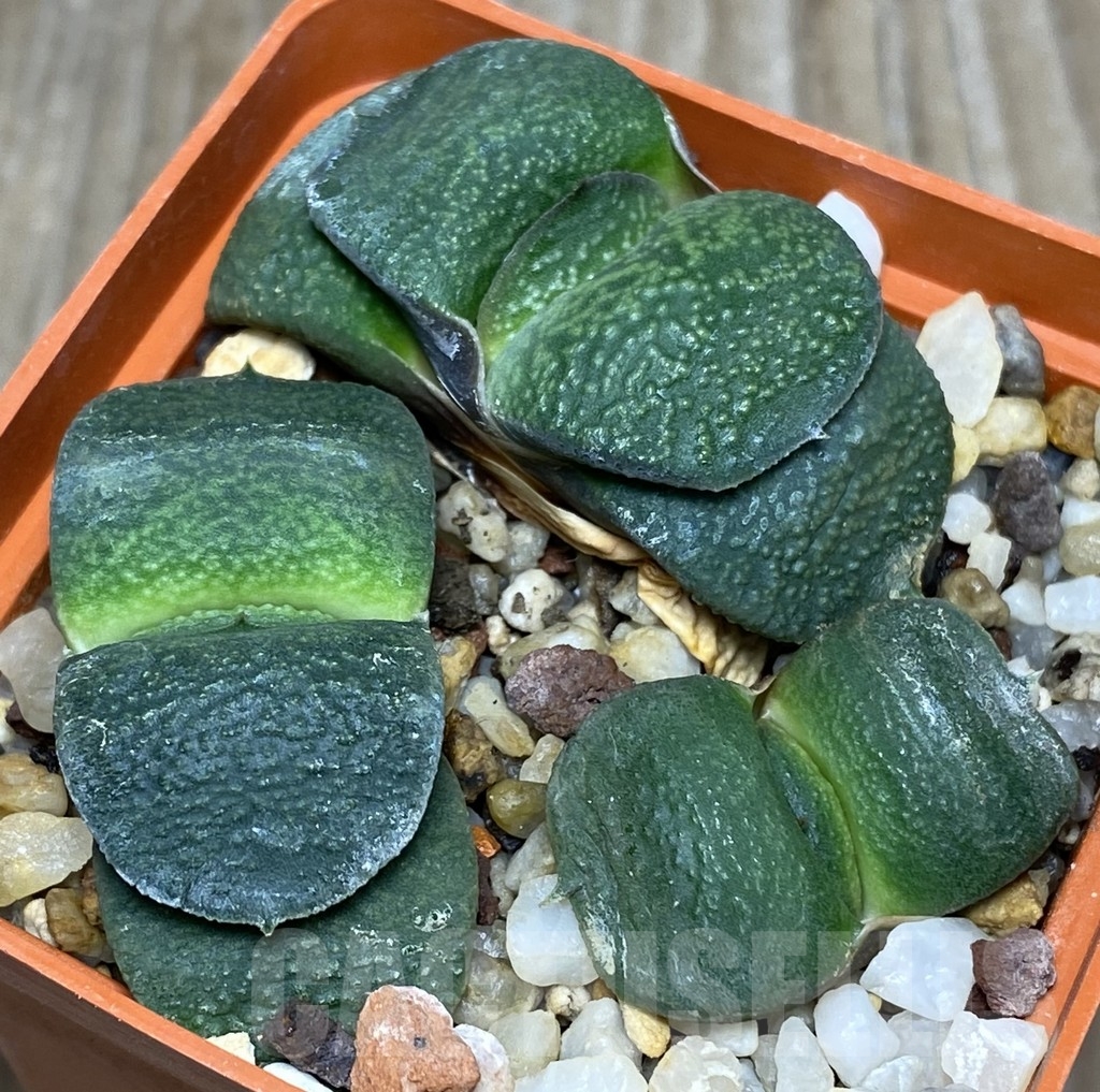 SHPR18165 Gasteria armstrongii x Gasteria armstrongii