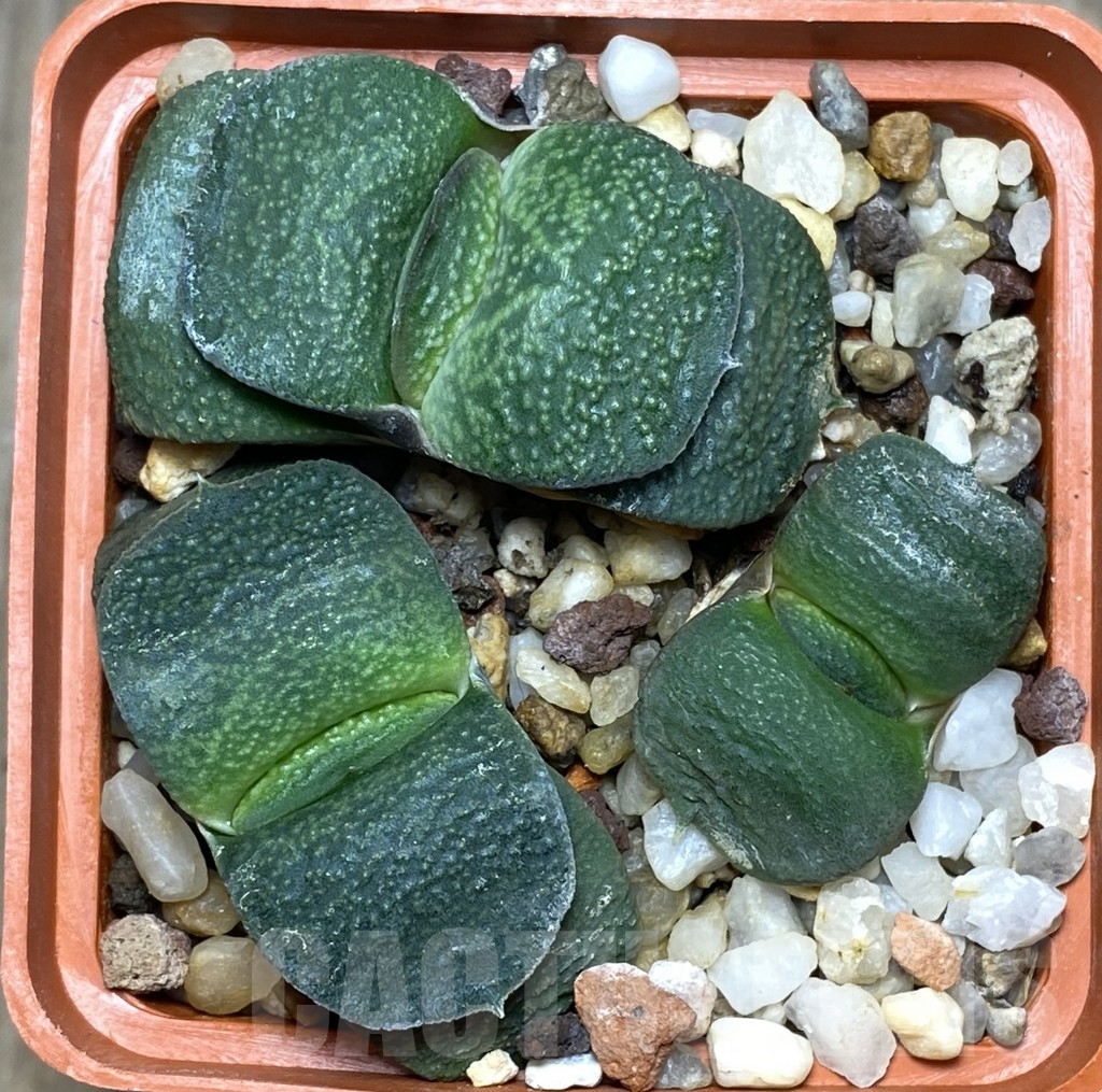 SHPR18165 Gasteria armstrongii x Gasteria armstrongii - Image 2