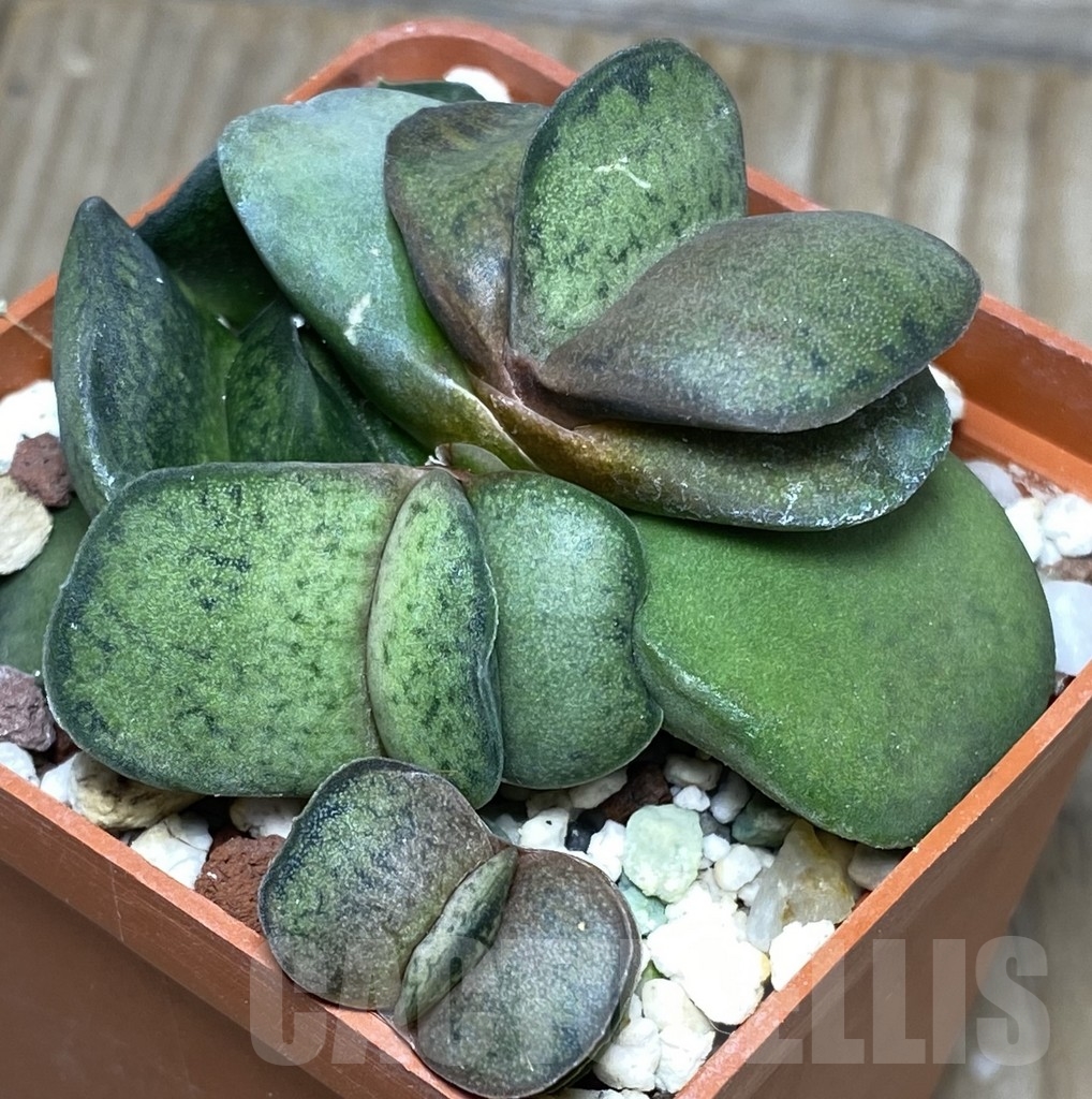 SHPR18166 Gasteria brachyphylla, LSK v. bayeri