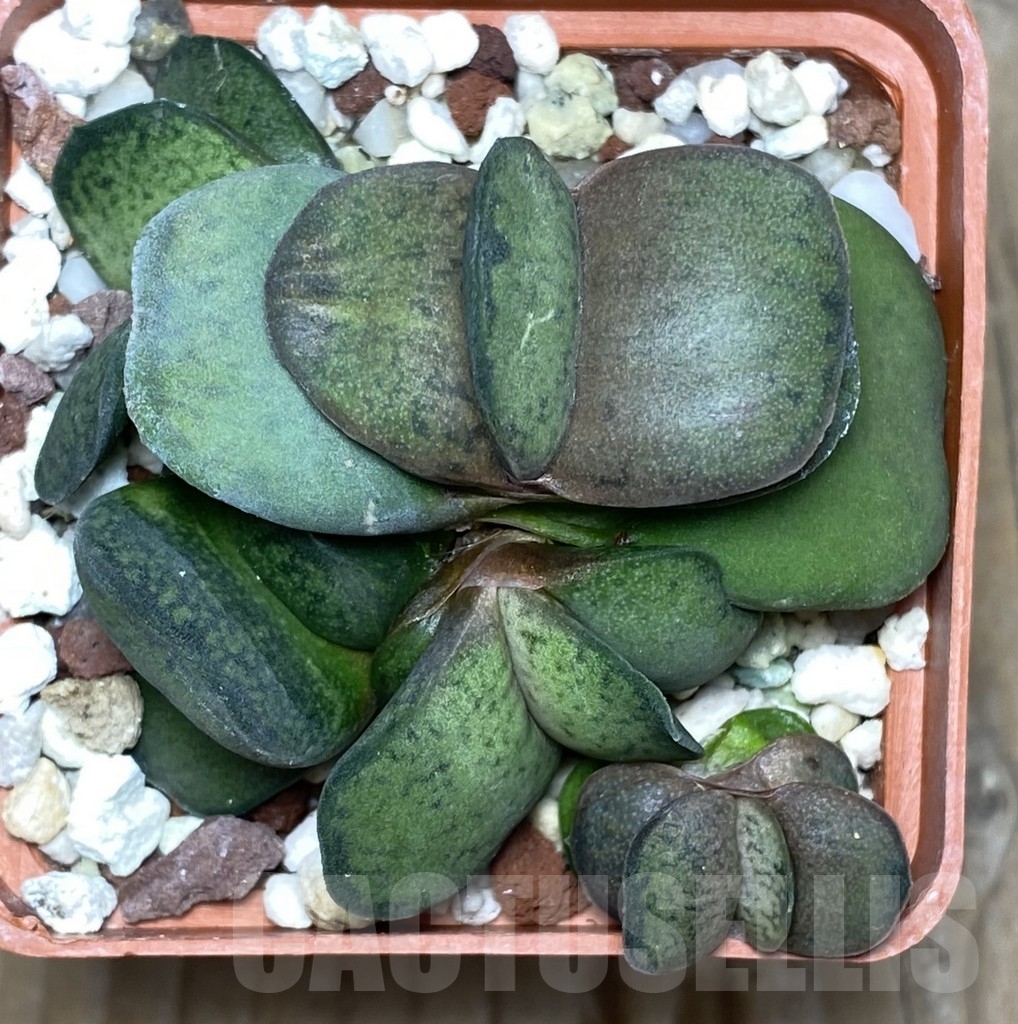 SHPR18166 Gasteria brachyphylla, LSK v. bayeri - Image 2