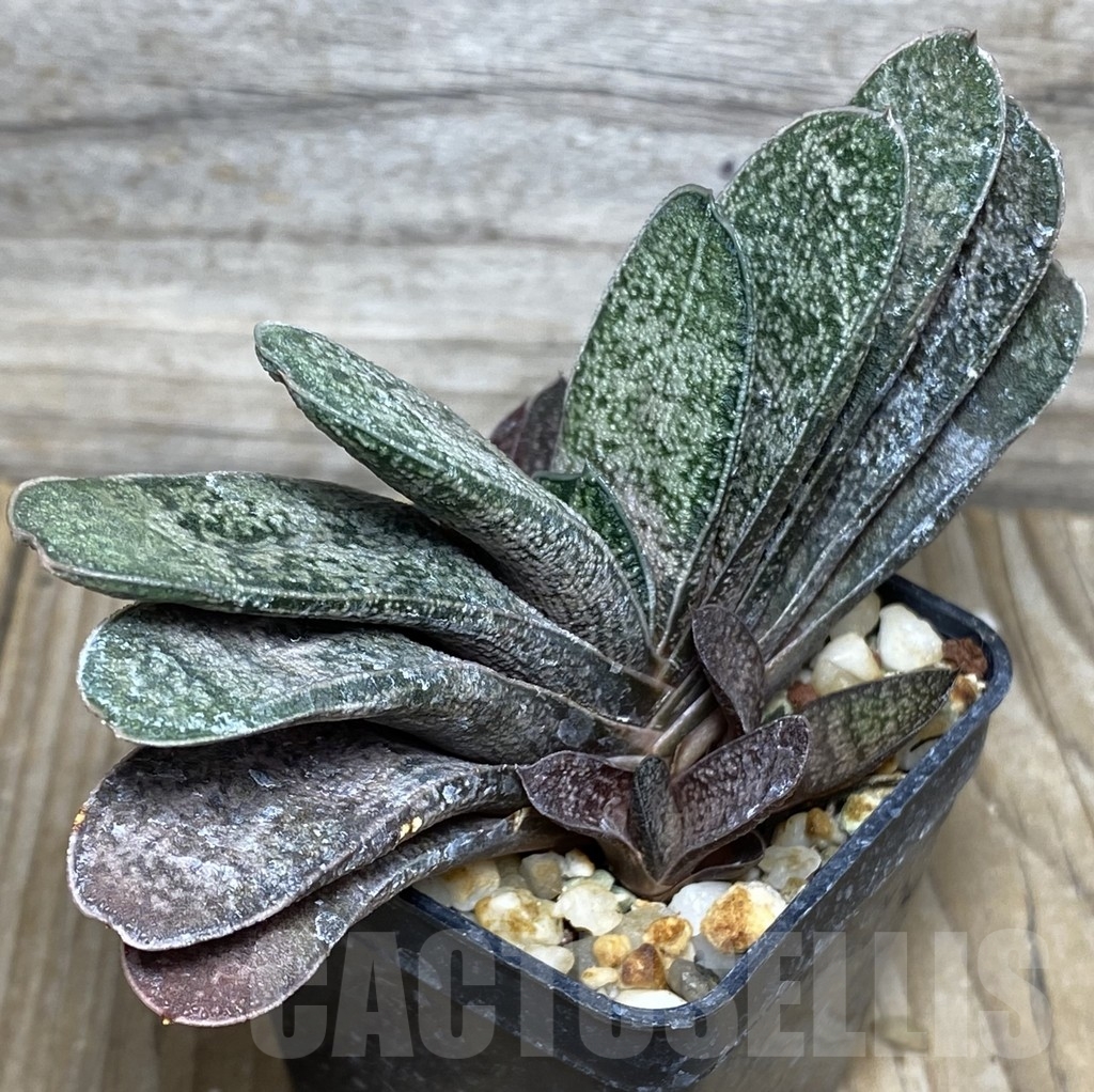 SHPR18167 Gasteria baylissiana