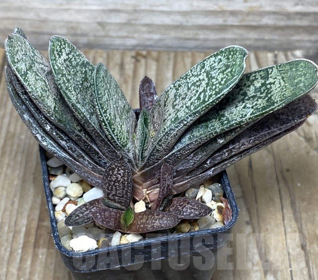 SHPR18167 Gasteria baylissiana - Image 2