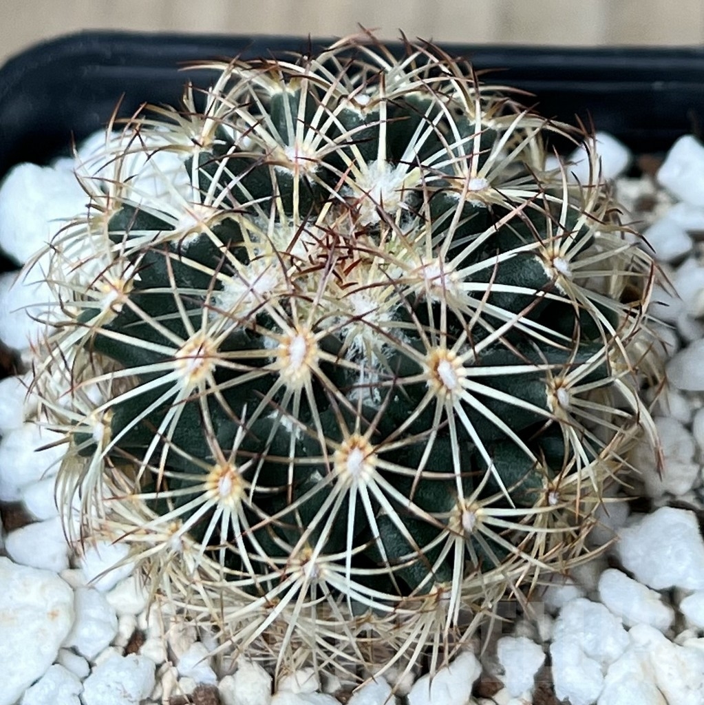 SHPR18791 Coryphantha radians