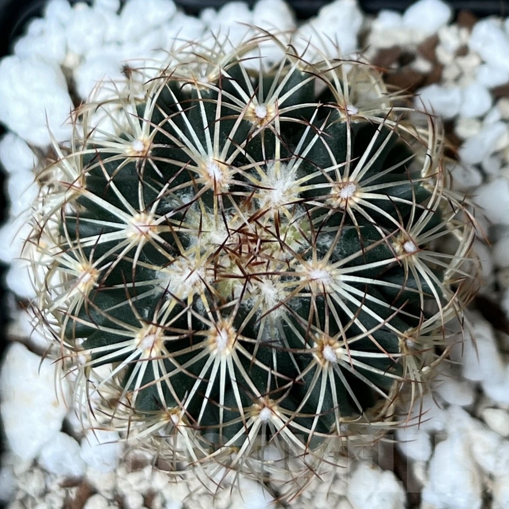 SHPR18791 Coryphantha radians - Image 2