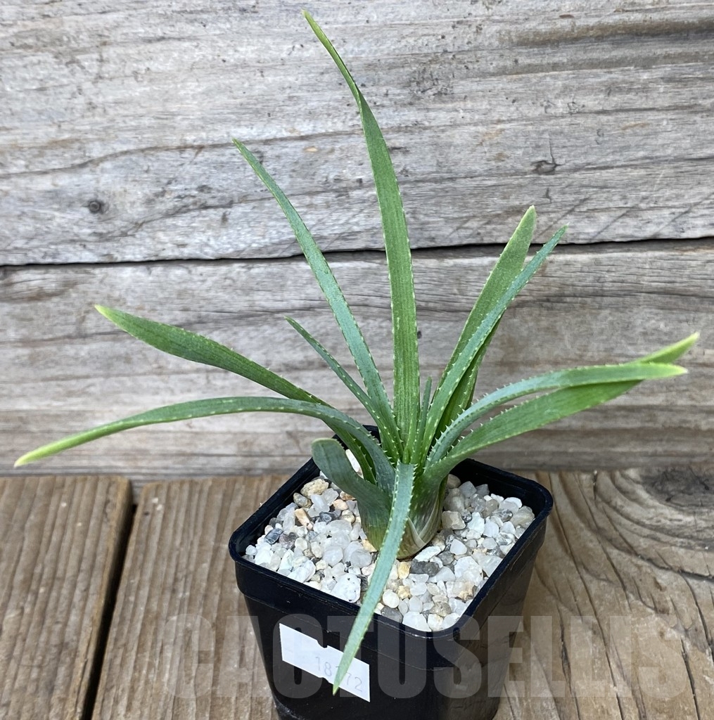 SHPR18172 Aloe bowiea