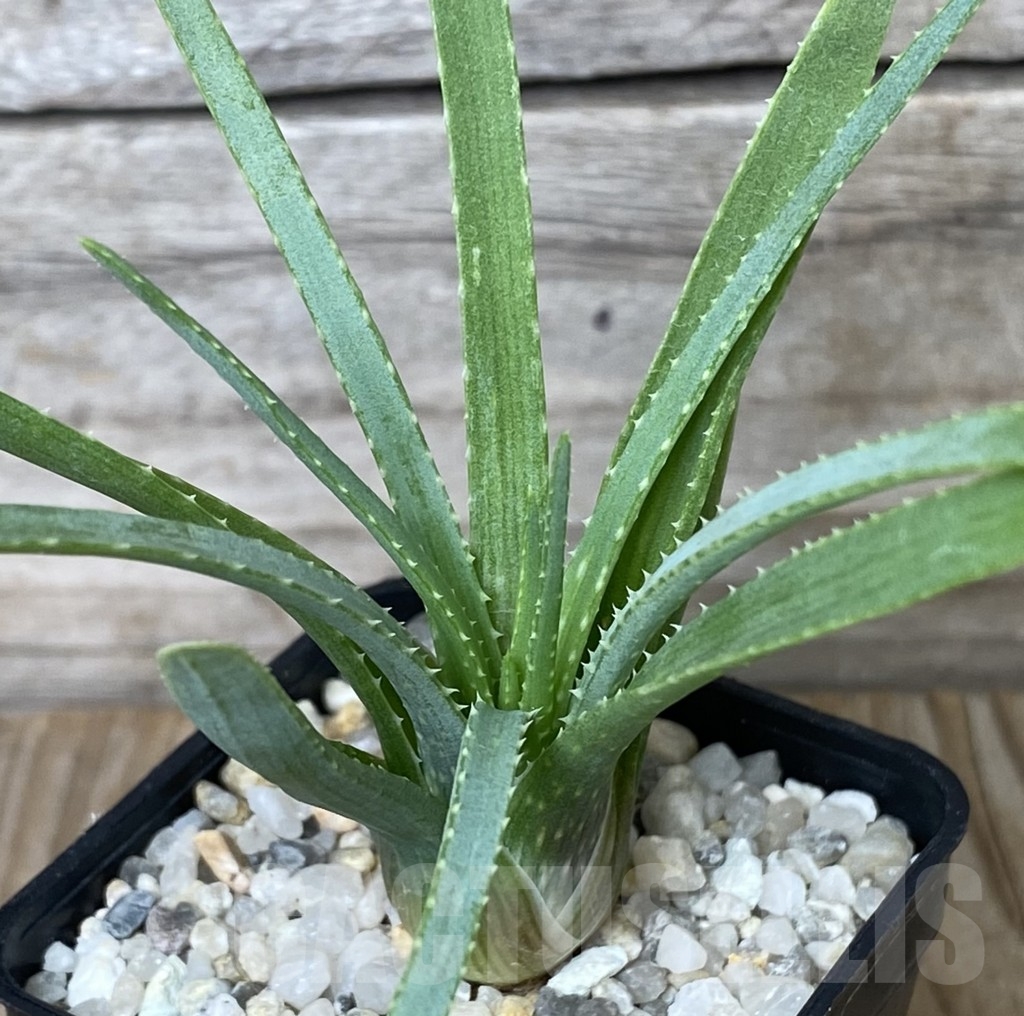 SHPR18172 Aloe bowiea - Image 2