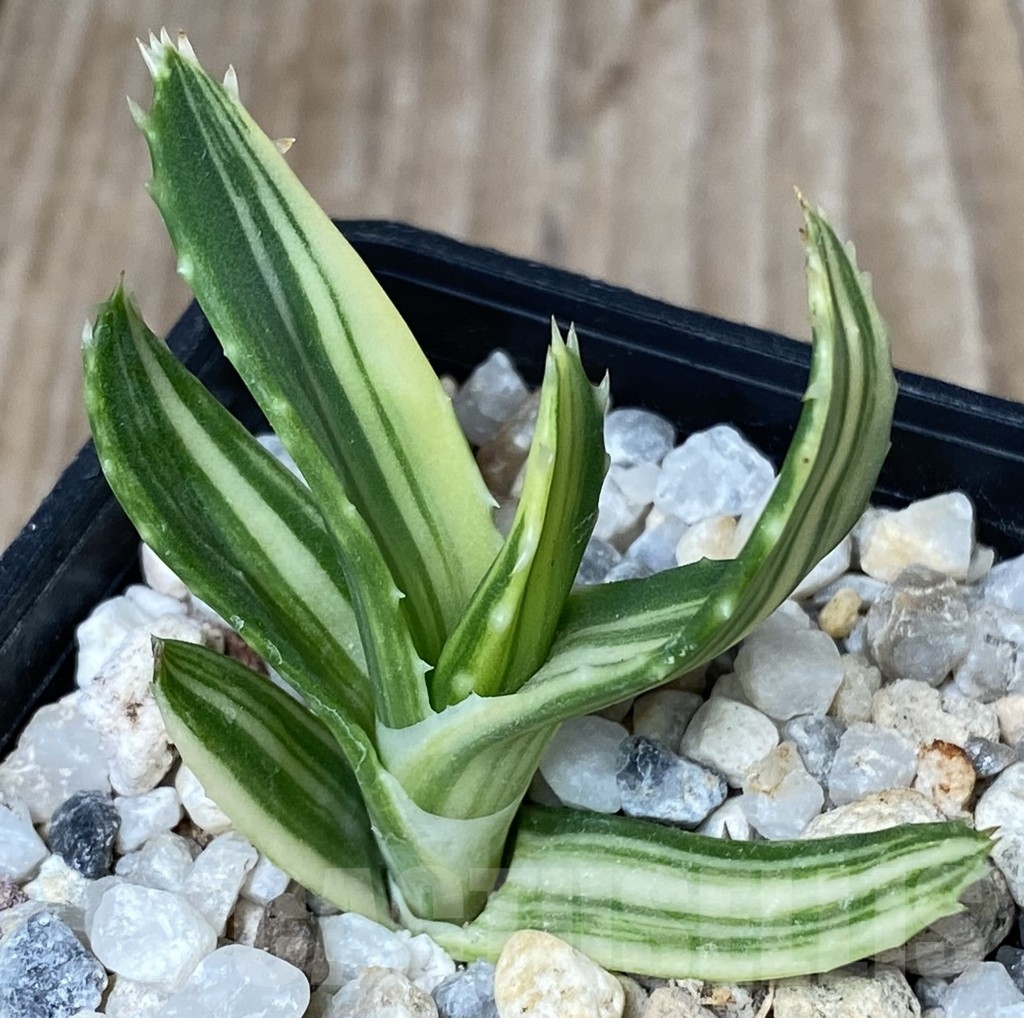 SHPR18173 Aloe mitriformis f. variegata