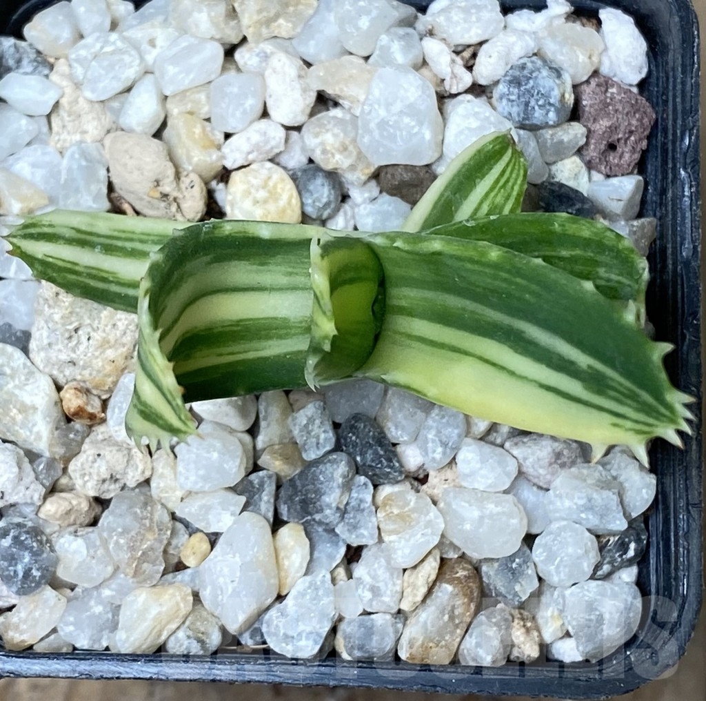 SHPR18173 Aloe mitriformis f. variegata - Image 2