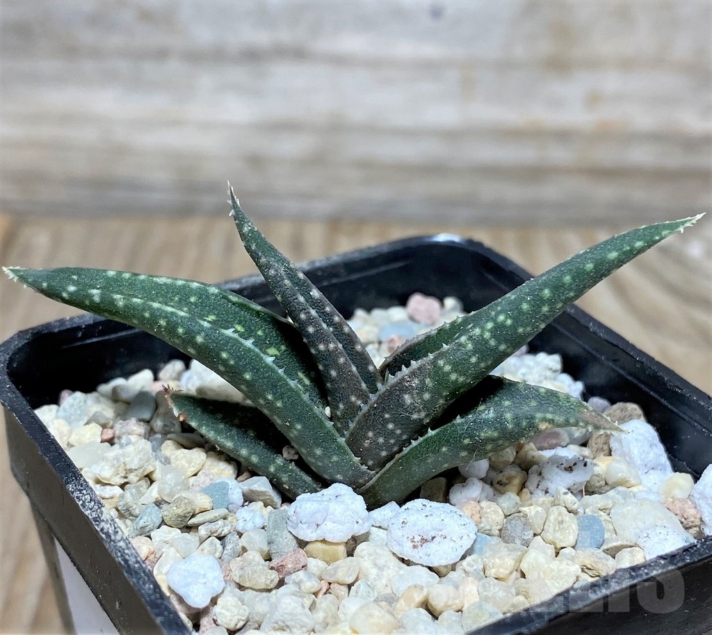 SHPR18243 Aloe irafensis