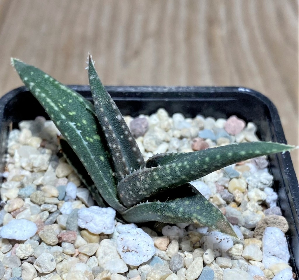 SHPR18243 Aloe irafensis - immagine 2