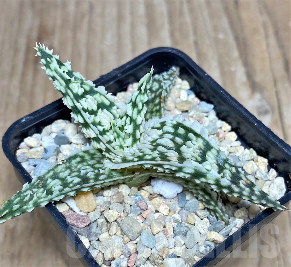 SHPR18250 Aloe TCT hybrid - Зображення 2